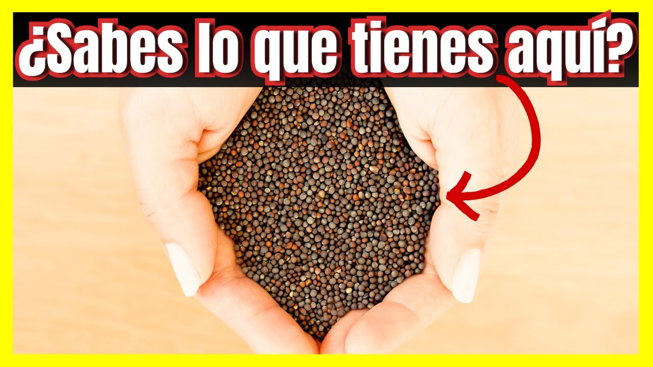 como es la semilla de mostaza