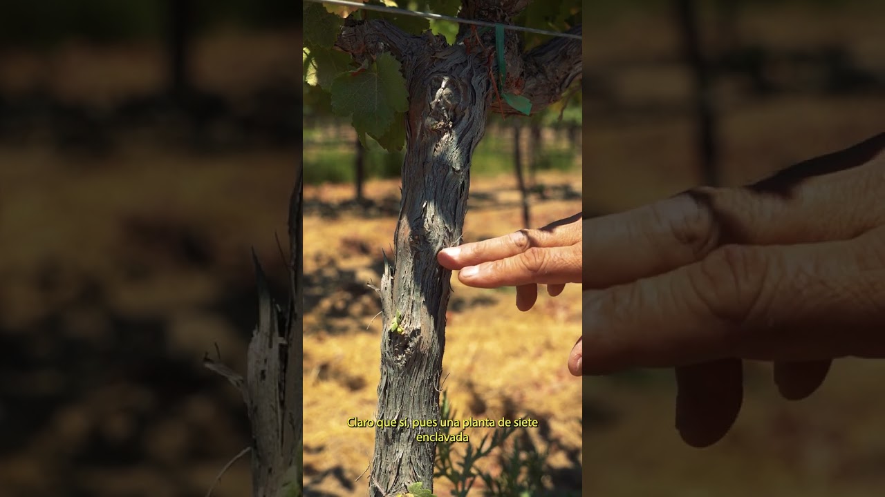 cual es el pampano de la vid