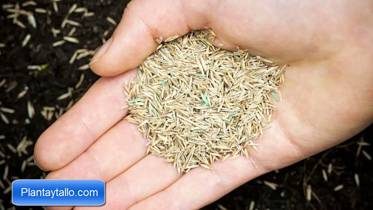 cual es la semilla mas pequeña del mundo