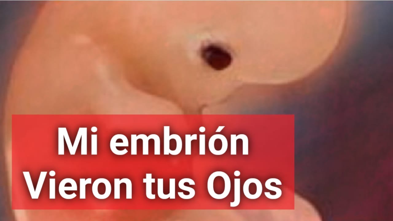 mi embrion vieron tus ojos explicacion