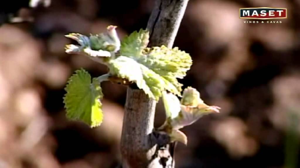 que es la vid y el pampano