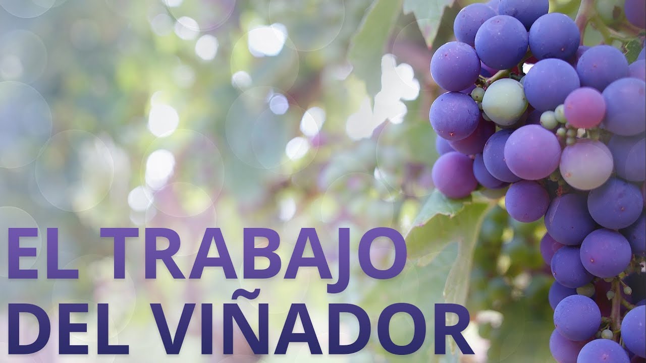 que es un viñador segun la biblia