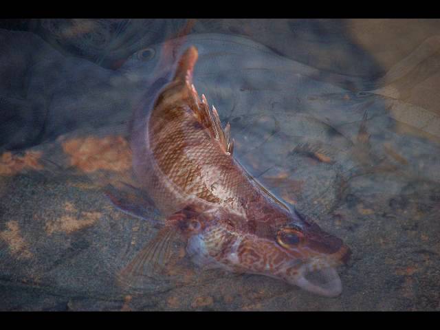 dios no es lento respecto a su promesa